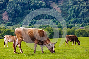 Cows grazing on green grass in mountainous natural landscape with cloudy sky