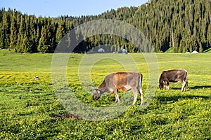 Cows are grazing on a green grassland with a lake and mountains in the distance