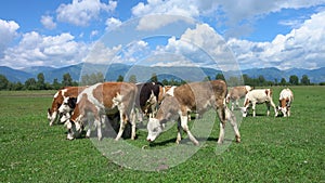 Cows grazing on a green lush meadow