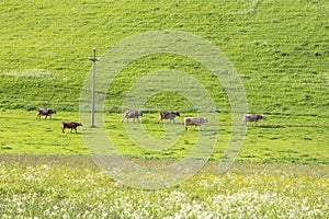 Cows grazing in green meadow