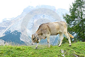 Cows grazing on a green meadow