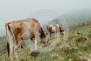 Cows grazing on green meadow, agriculture industry, livestock farming