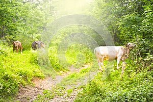 Cows grazing on the green meadow with bright shining sun in evening.Styled stock photo with rural landscape in Romania