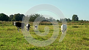 Cows grazing on green meadow milk farm. Milking cows on livestock farming