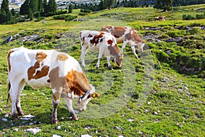 Cows grazing in the green meadows of the Dolomites,