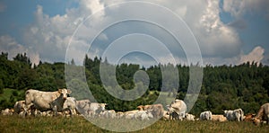 Cows grazing on a  green pasture