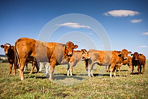 Cows grazing on a green pasture