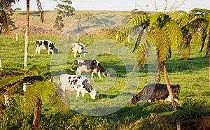 Cows grazing in green pasture
