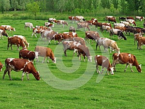 Cows grazing photo