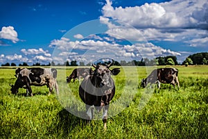 Cows grazing on a green pasture