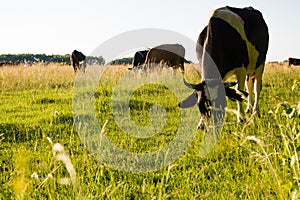 Cows grazing on a green pasture