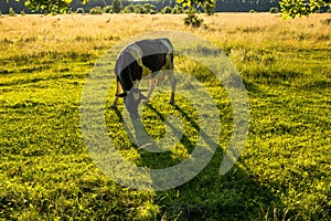 Cows grazing on a green pasture