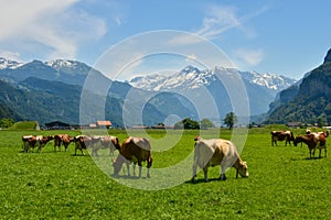 Cows grazing in green pastures, Switzerland