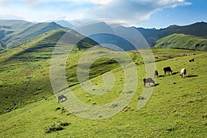 Cows grazing on a green slope of mountains