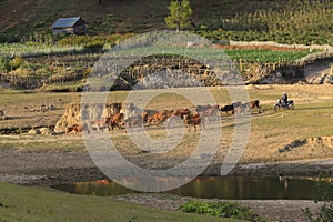 Cows grazing on a green summer field