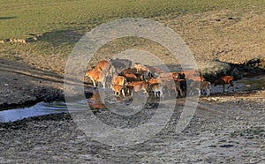 Cows grazing on a green summer field