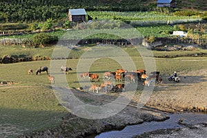 Cows grazing on a green summer field