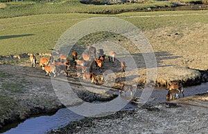 Cows grazing on a green summer field