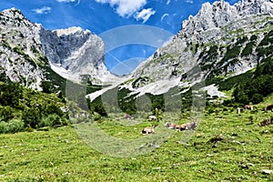 Vacas pastos en alto Montana alta pastos en Alpes. 