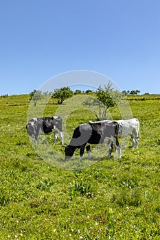 Cows grazing at the highland meadow at the top of the alsacien m