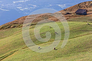 Cows grazing on a highlands meadow on Seiser Alm plateau. South Tyrol, Italy