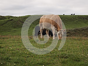 Cows grazing in hills of Ireland