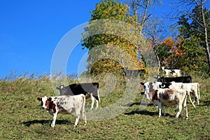 Cows Grazing on Hillside