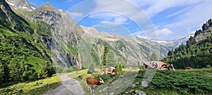 Cows grazing on a hot summer day in the Zillertal Valley in Austria