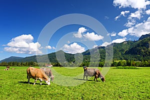 Cows grazing in idyllic green meadow. Scenic view of Bavarian Alps with majestic mountains in the background.