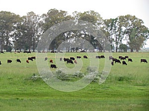 Cows grazing in the late afternoon photo