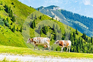 Cows grazing on lush green alpine meadows. Austrian Alps, Austria