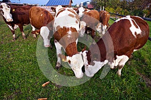 Cows grazing on a meadow