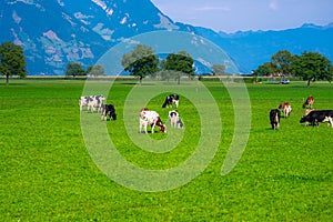 Cows are grazing on a meadow. Cattle cow pasture in a green field. Dairy cattle at pasture on hill in rural. Cattle