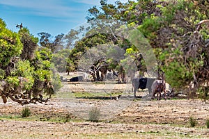 Cows grazing in the meadow at country WA Perth