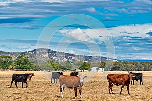 Cows grazing in the meadow at country WA Perth