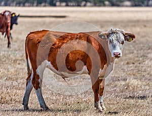 Cows grazing in the meadow at country WA Perth