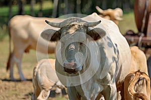 Cows grazing in a meadow