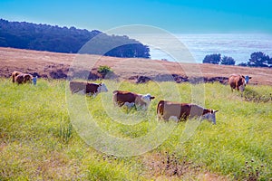 Cows grazing at the meadow with fresh grass at highway no 1 in california with atlantic view