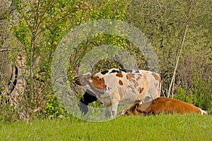 Cows grazing in a meadow in hentbrugse Meersen nature reserve, Ghent