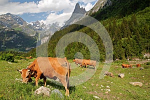 Cows grazing on a meadow located above Pralognan la Vanoise photo