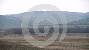 Cows grazing in a meadow in the mountains