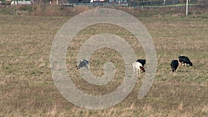 Cows grazing in a meadow in the mountains