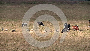 Cows grazing in a meadow in the mountains