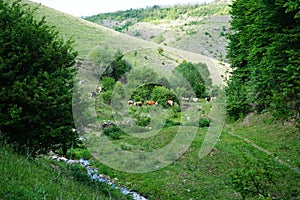 Cows grazing in a meadow near a dense forest