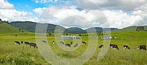 Cows grazing on a meadow. New Zealand cattle farmland industry