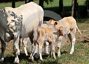 Cows grazing in a meadow