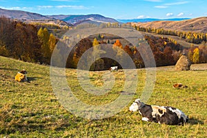 Cows grazing on meadow