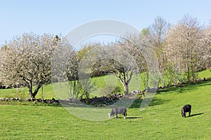 Cows grazing on a meadow at spring