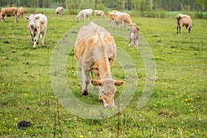 Cows grazing in a meadow on a spring rainy day