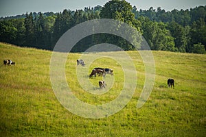 Cows grazing in the meadow in sunny summer day.